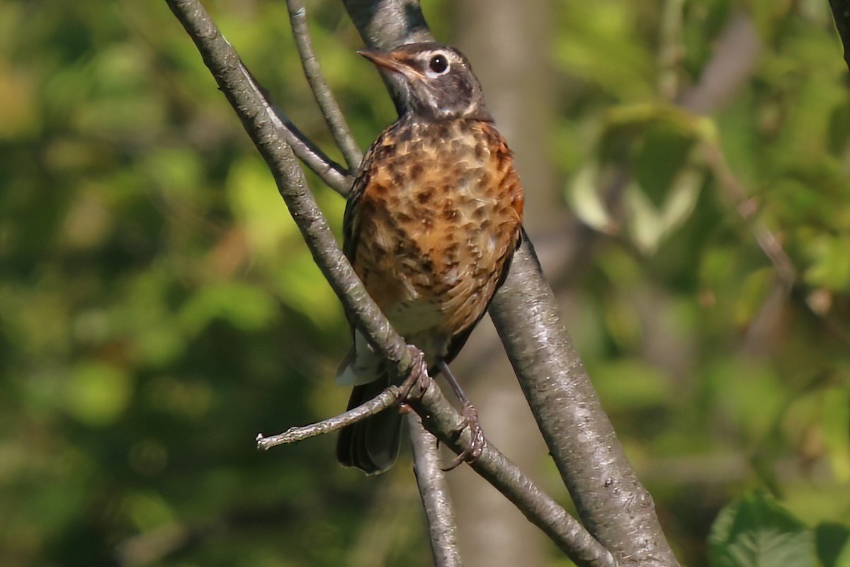 American Robin - ML496660671