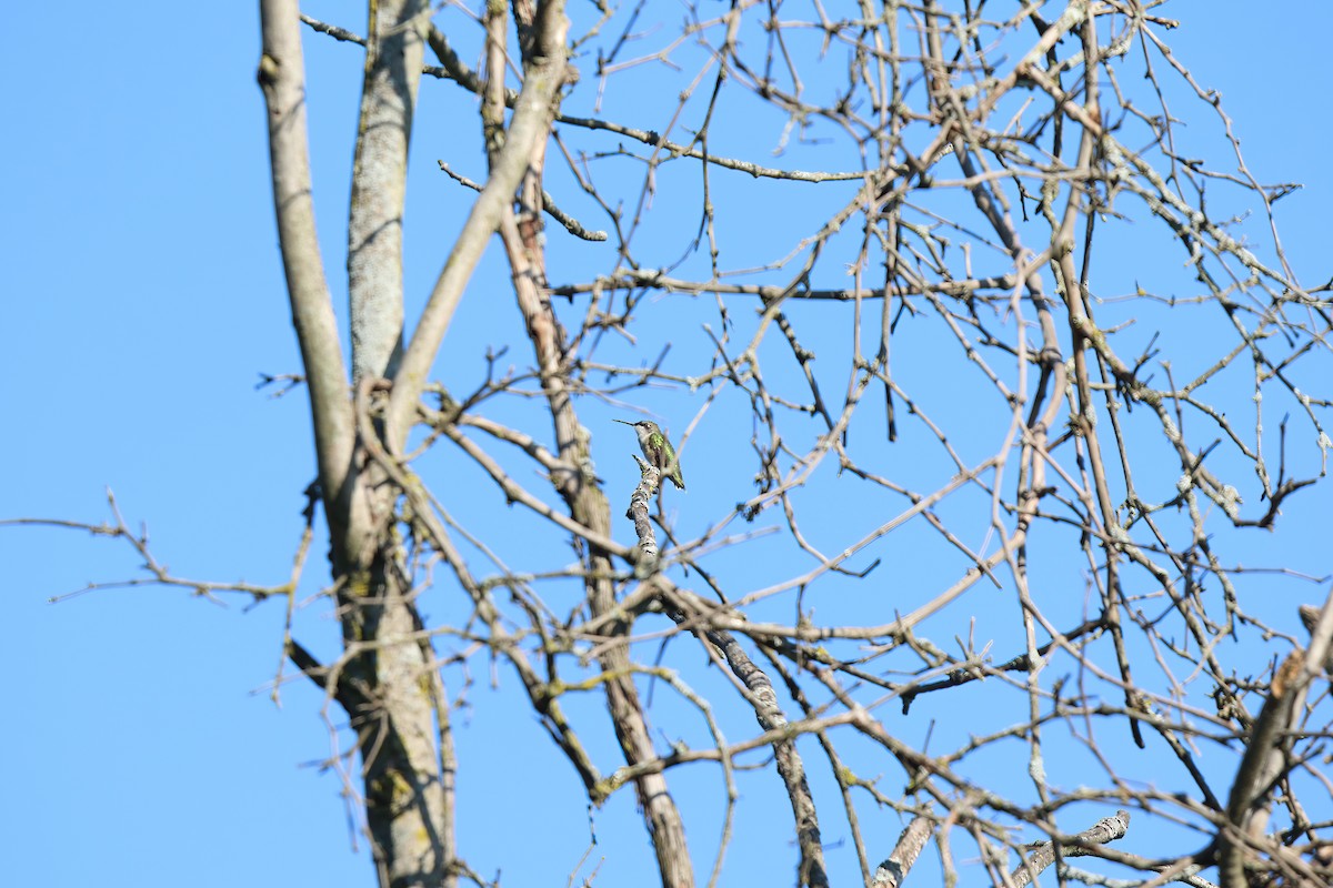 Ruby-throated Hummingbird - ML496661001