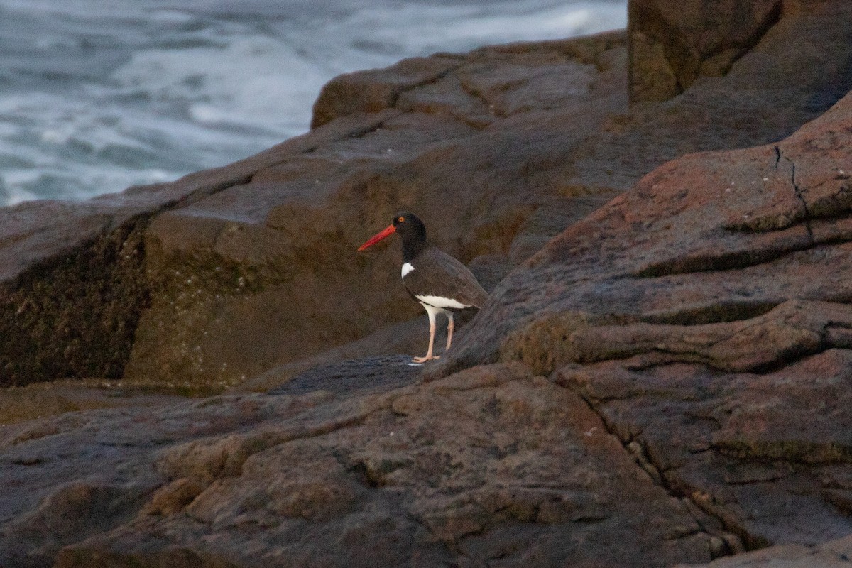 American Oystercatcher - ML496661221