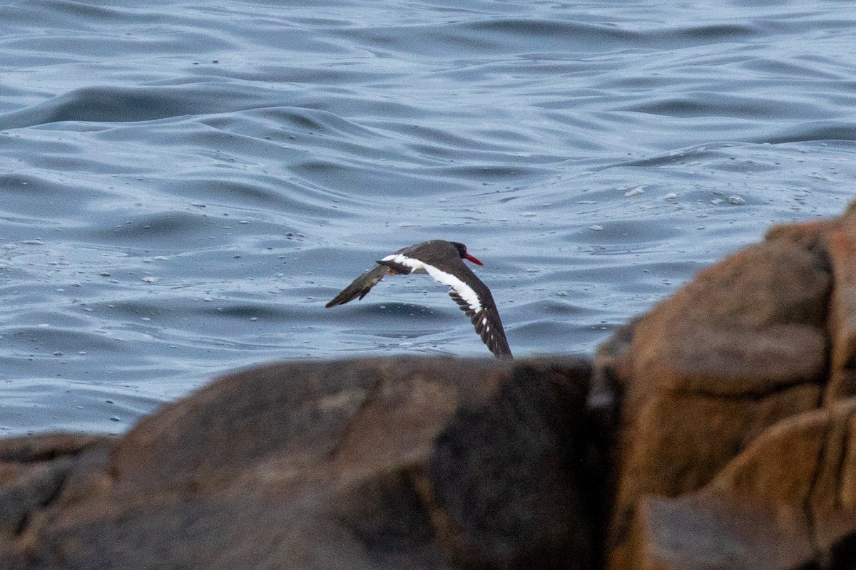 American Oystercatcher - ML496661291