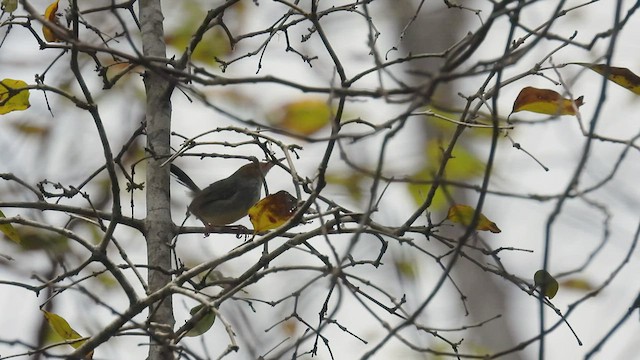 Olive-backed Tailorbird - ML496662091