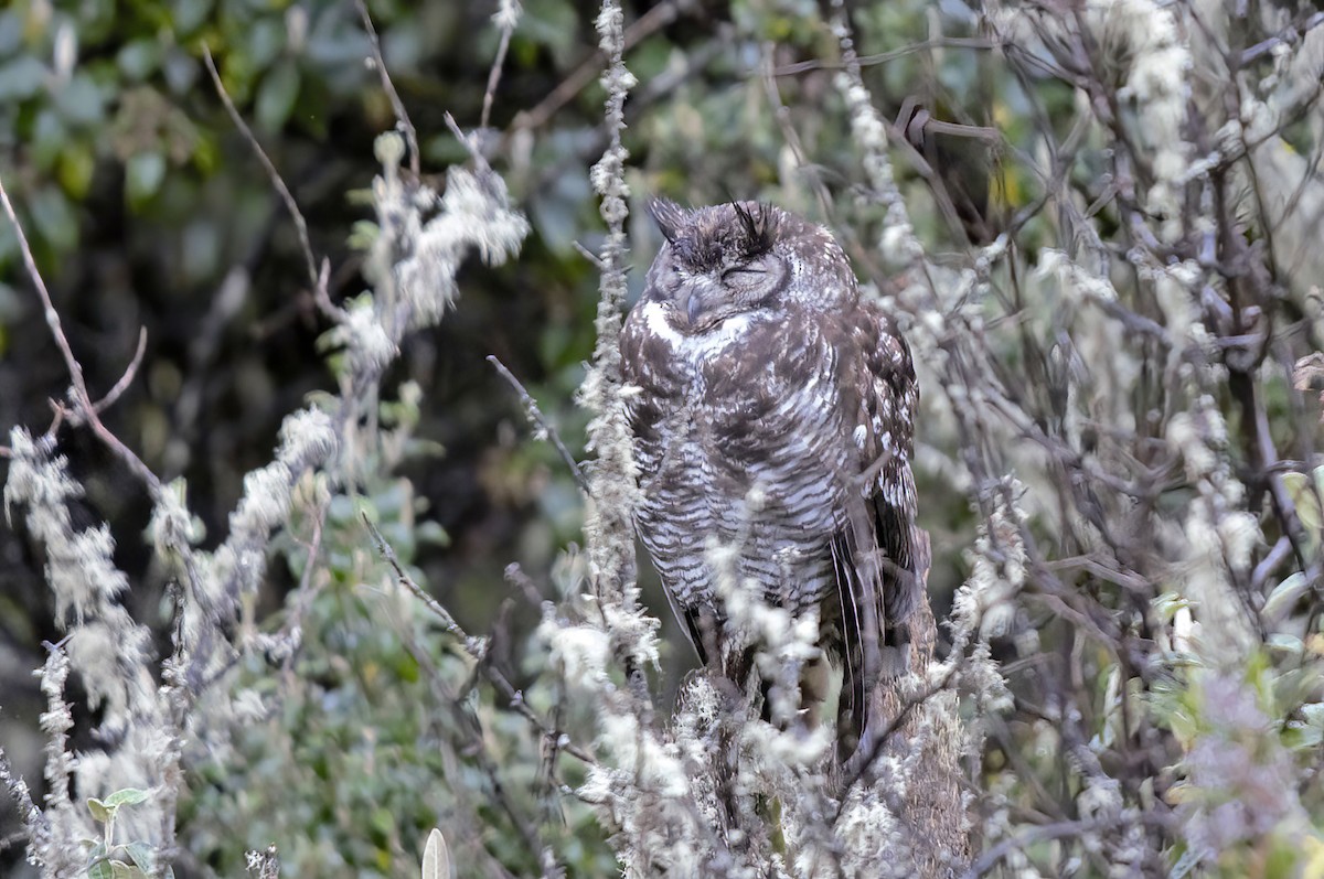 Great Horned Owl - ML496662471