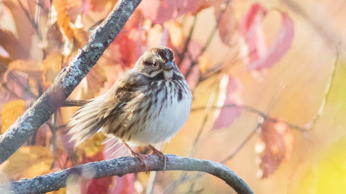 Song Sparrow - ML496664561