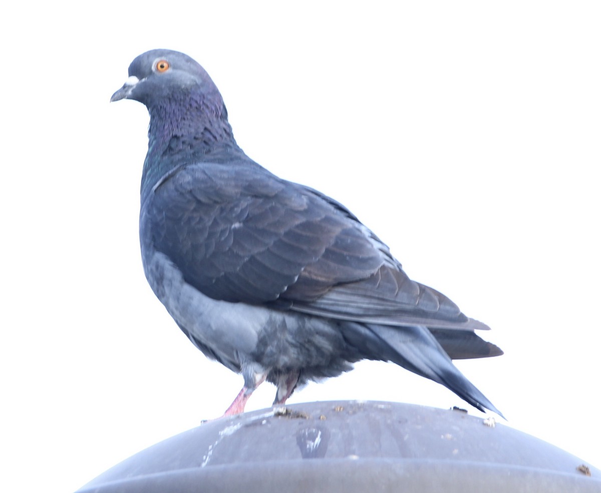 Rock Pigeon (Feral Pigeon) - ML496664581