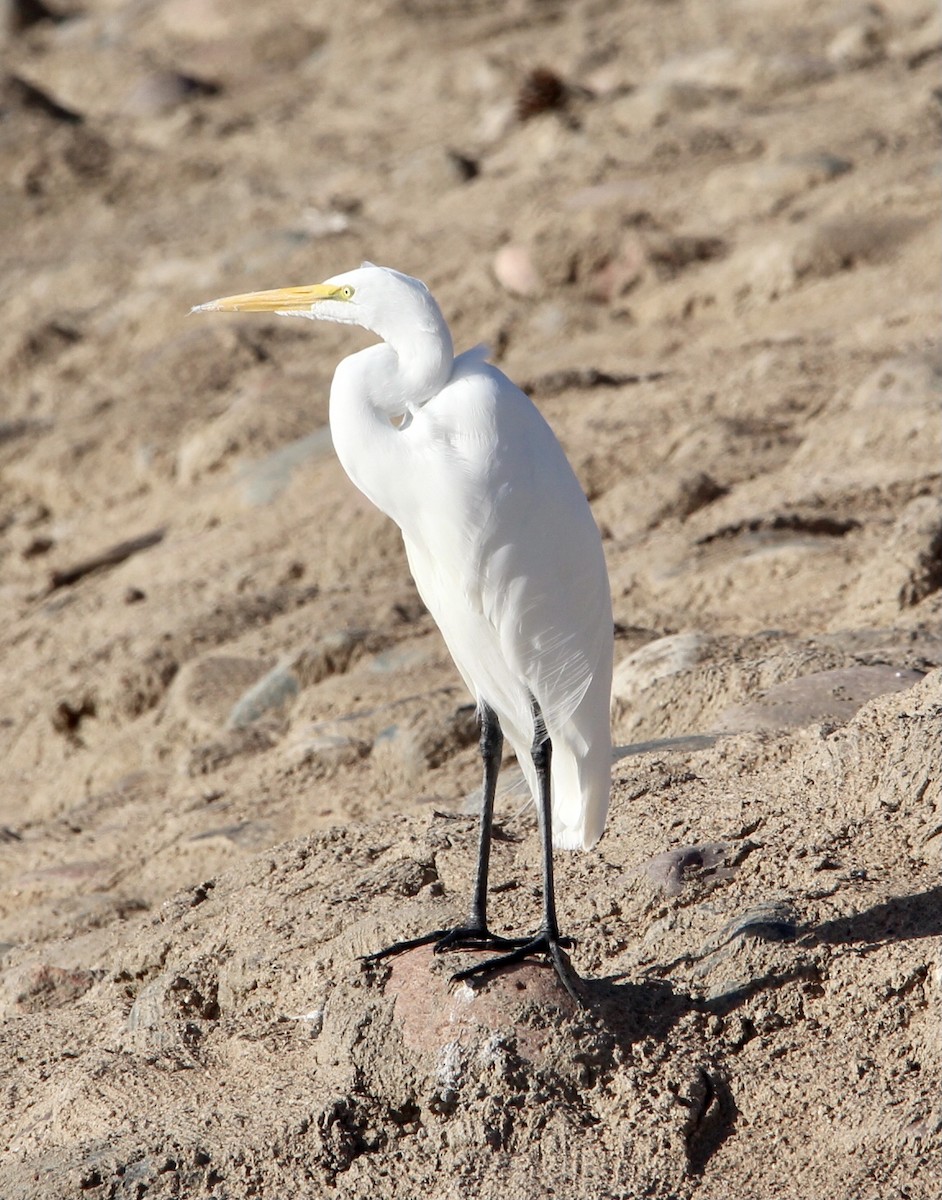 Great Egret - ML496664851