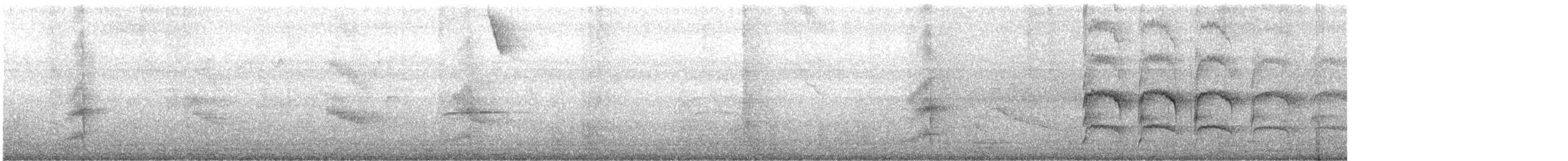 svartkronet hvitbukpapegøye - ML496665061