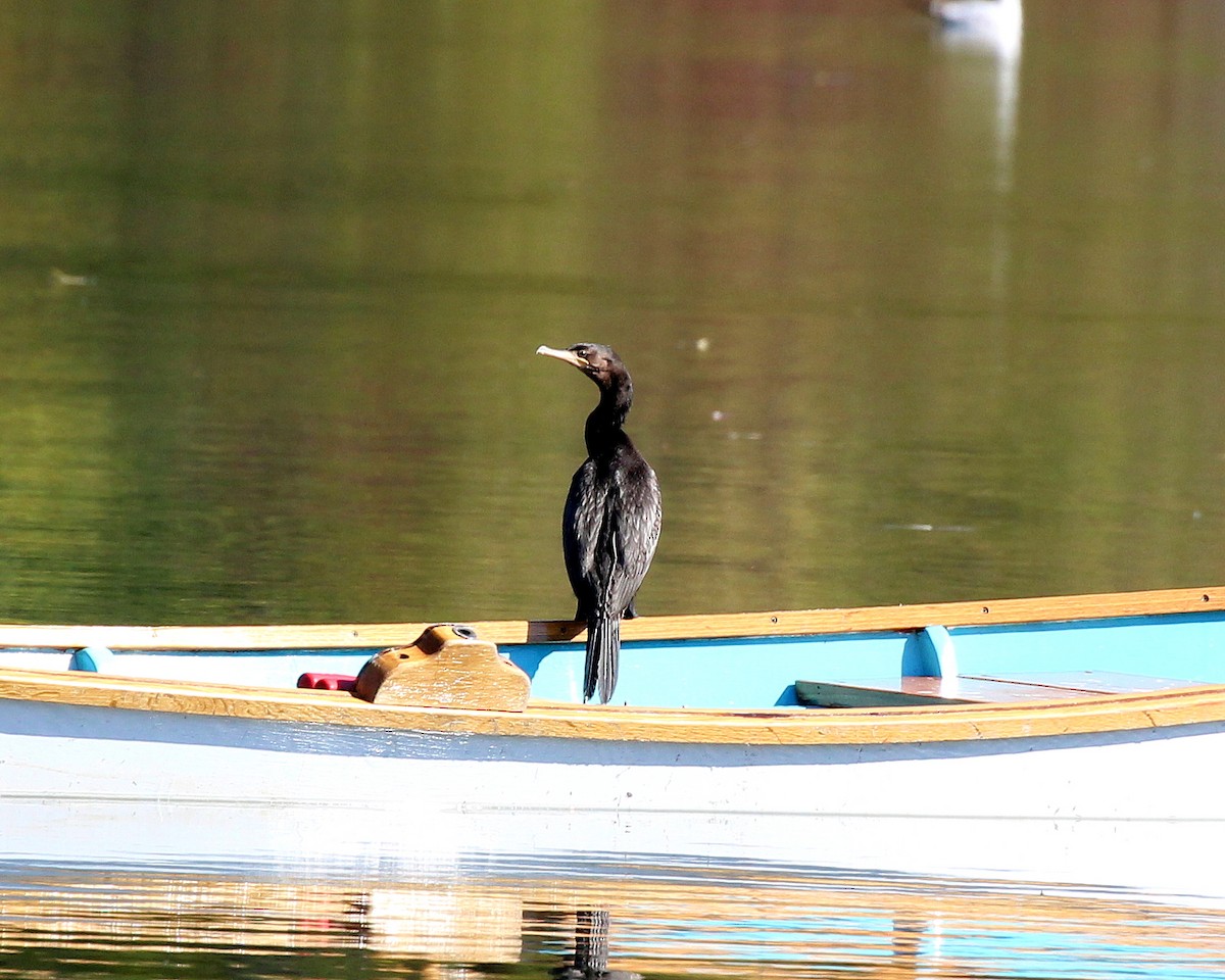 Neotropic Cormorant - Becky Harbison