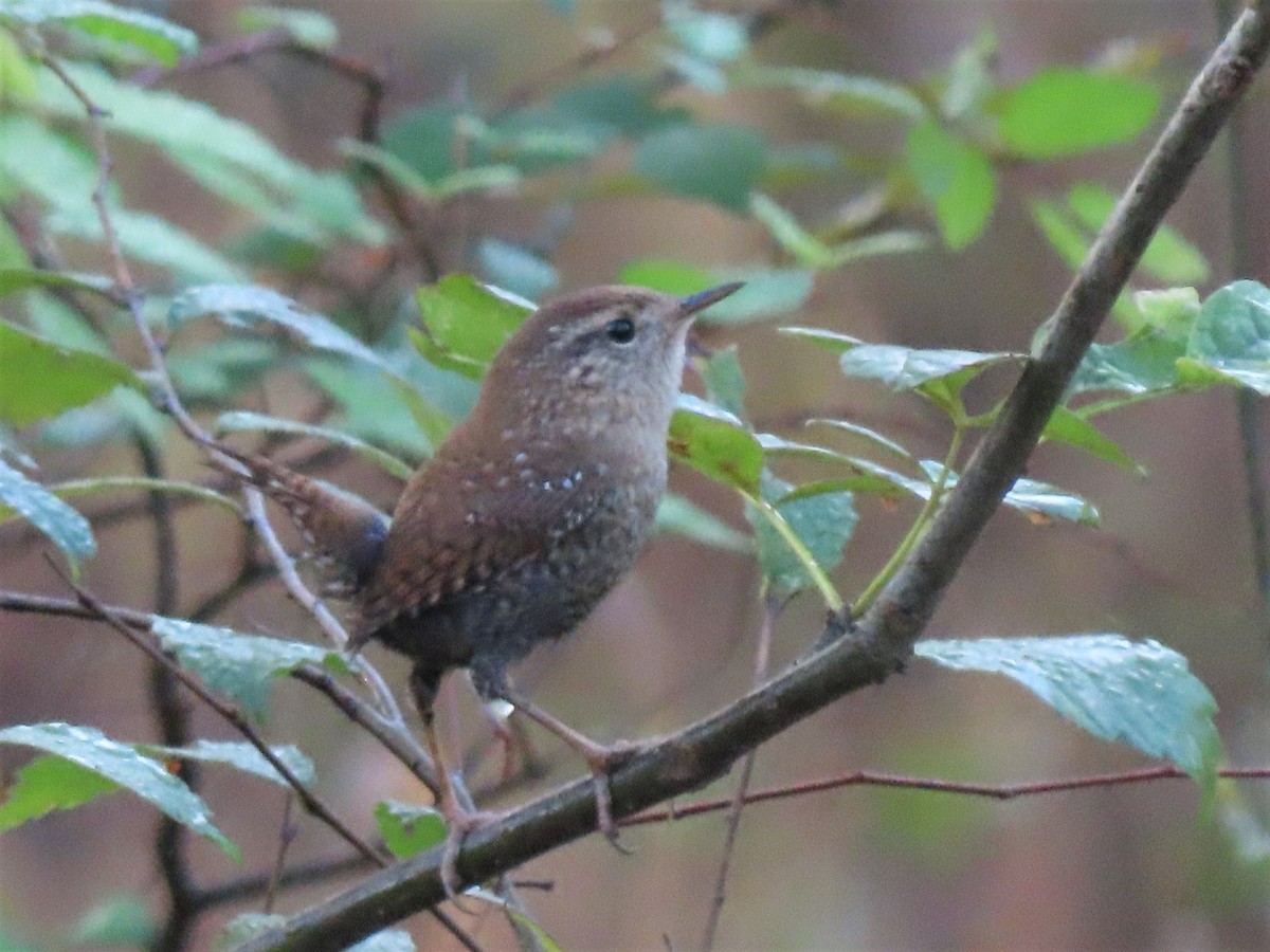 Winter Wren - ML496665951