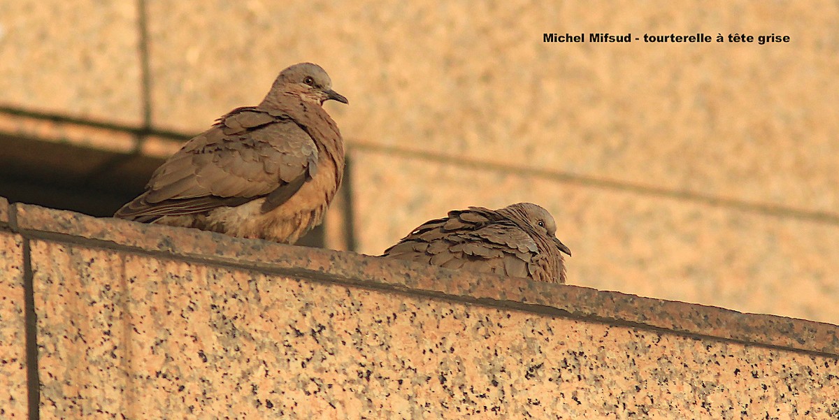 Red Collared-Dove - ML496666021