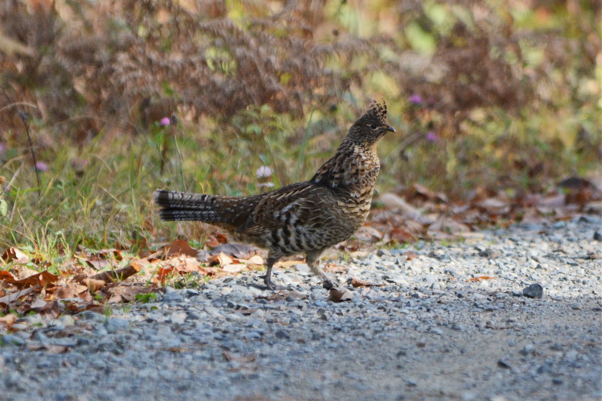 Ruffed Grouse - ML496666261