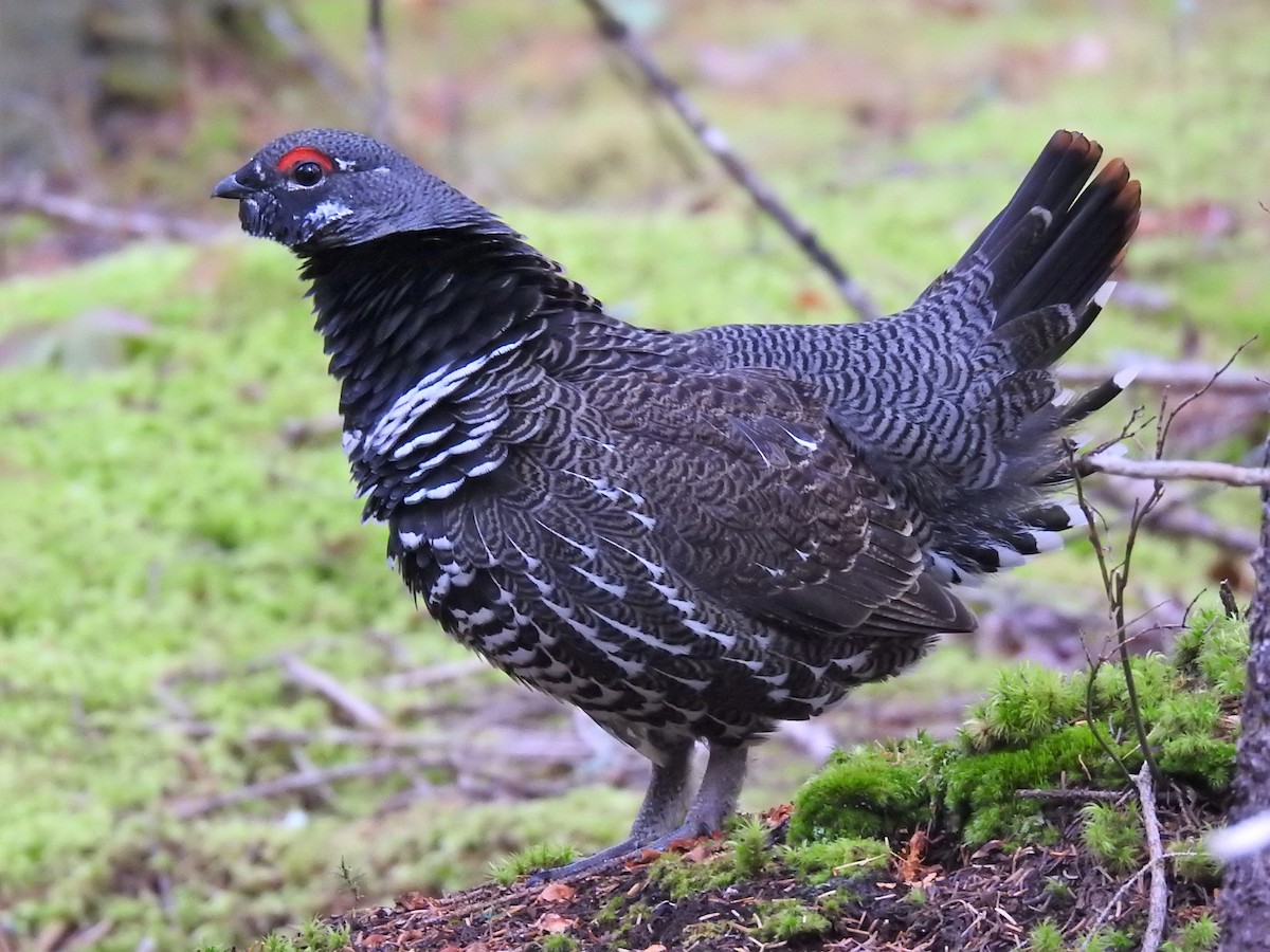 Spruce Grouse - ML496666451