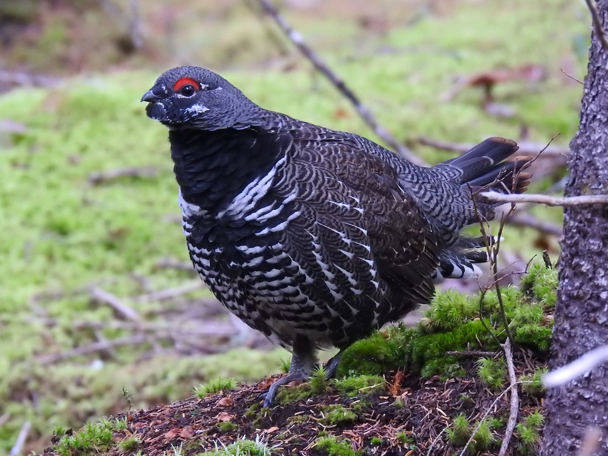 Spruce Grouse - ML496666561