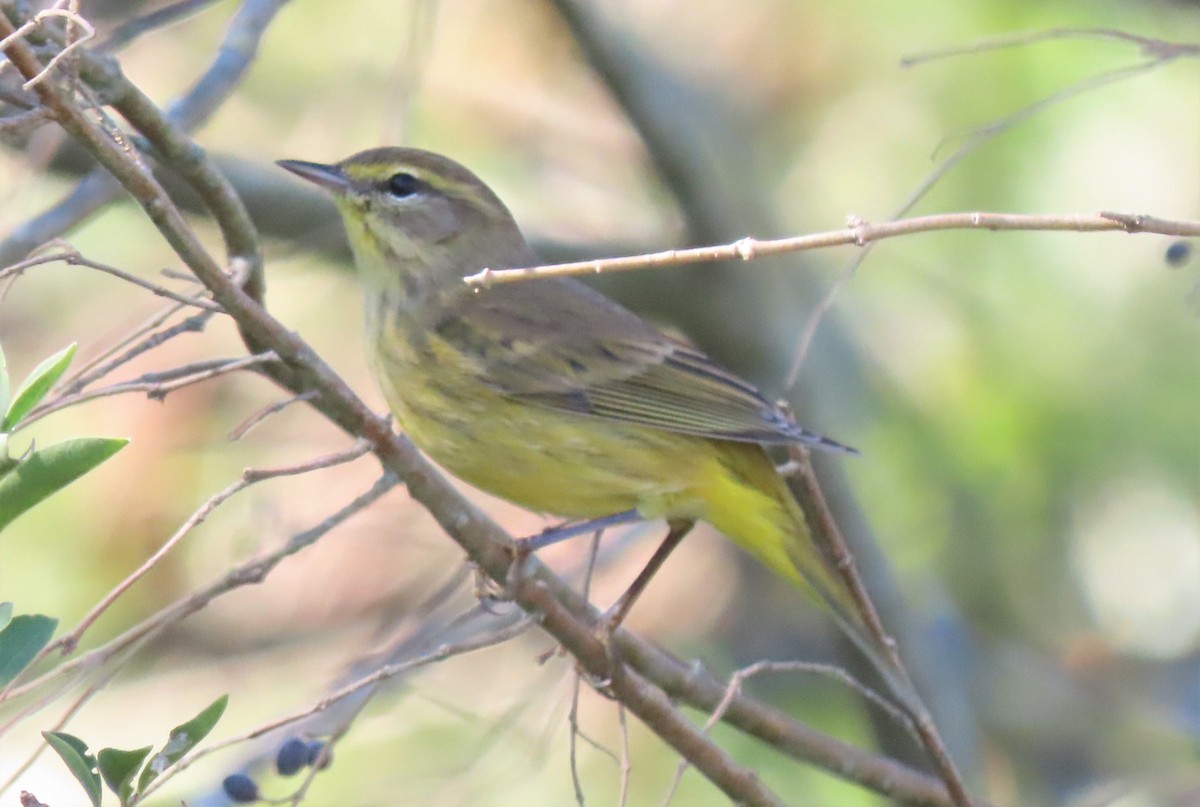 Palm Warbler - ML496666821