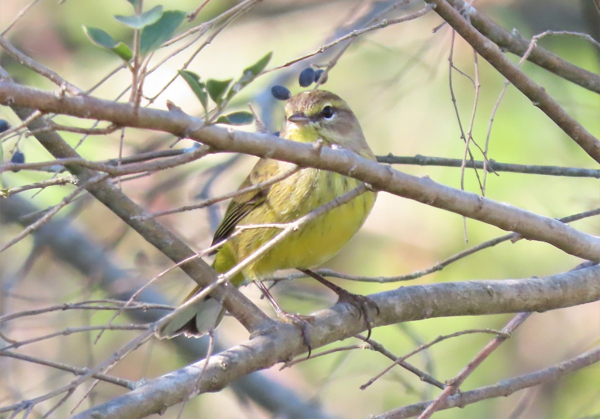 Palm Warbler - ML496666831