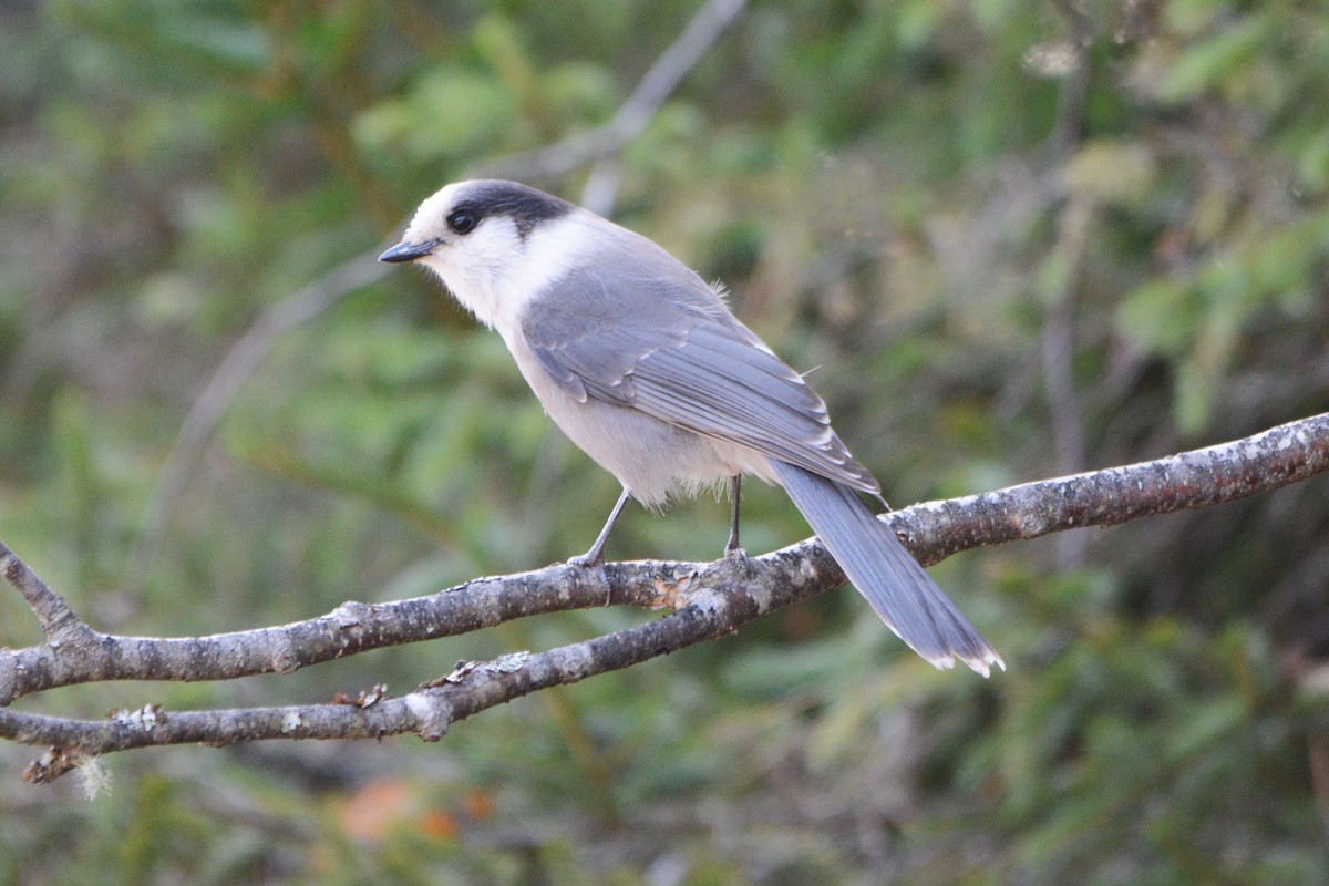 Arrendajo Canadiense - ML496666991