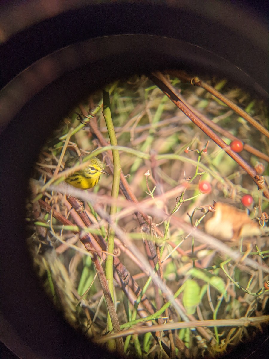 Prairie Warbler - Matthew Eckerson