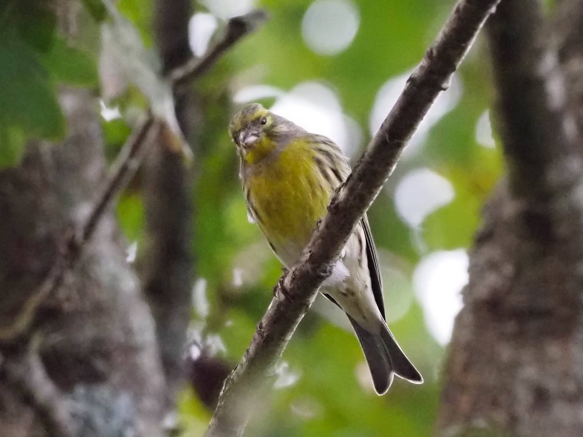 European Serin - ML496668661