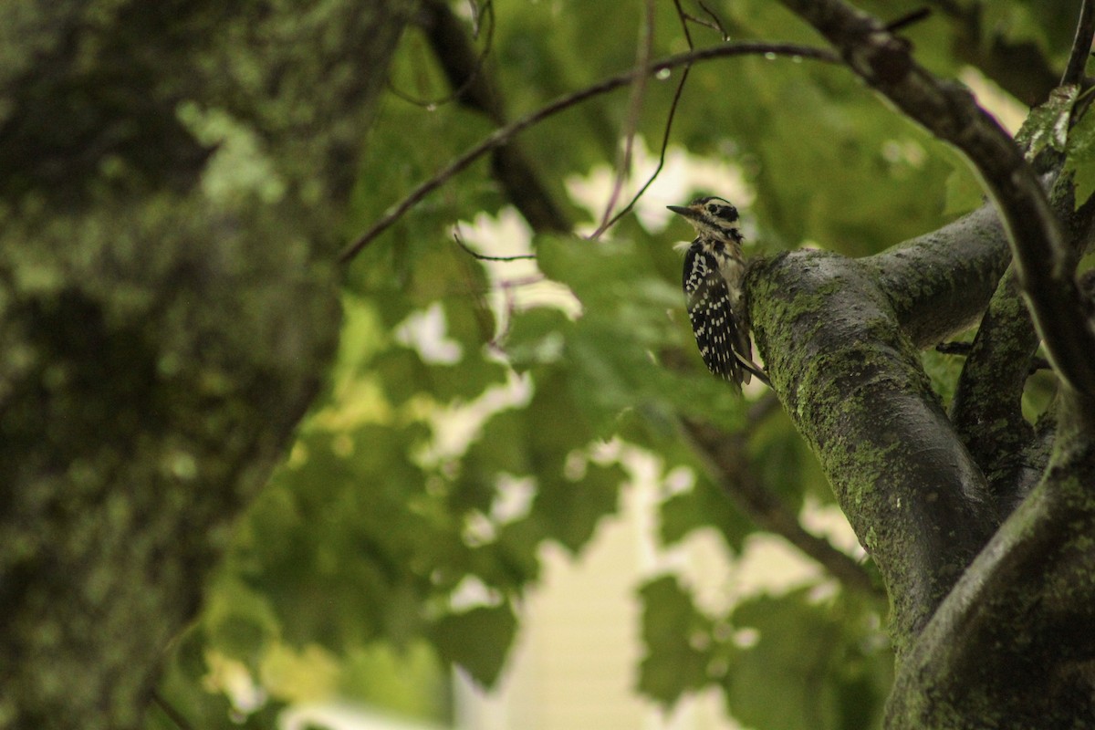 Hairy Woodpecker - ML496669881