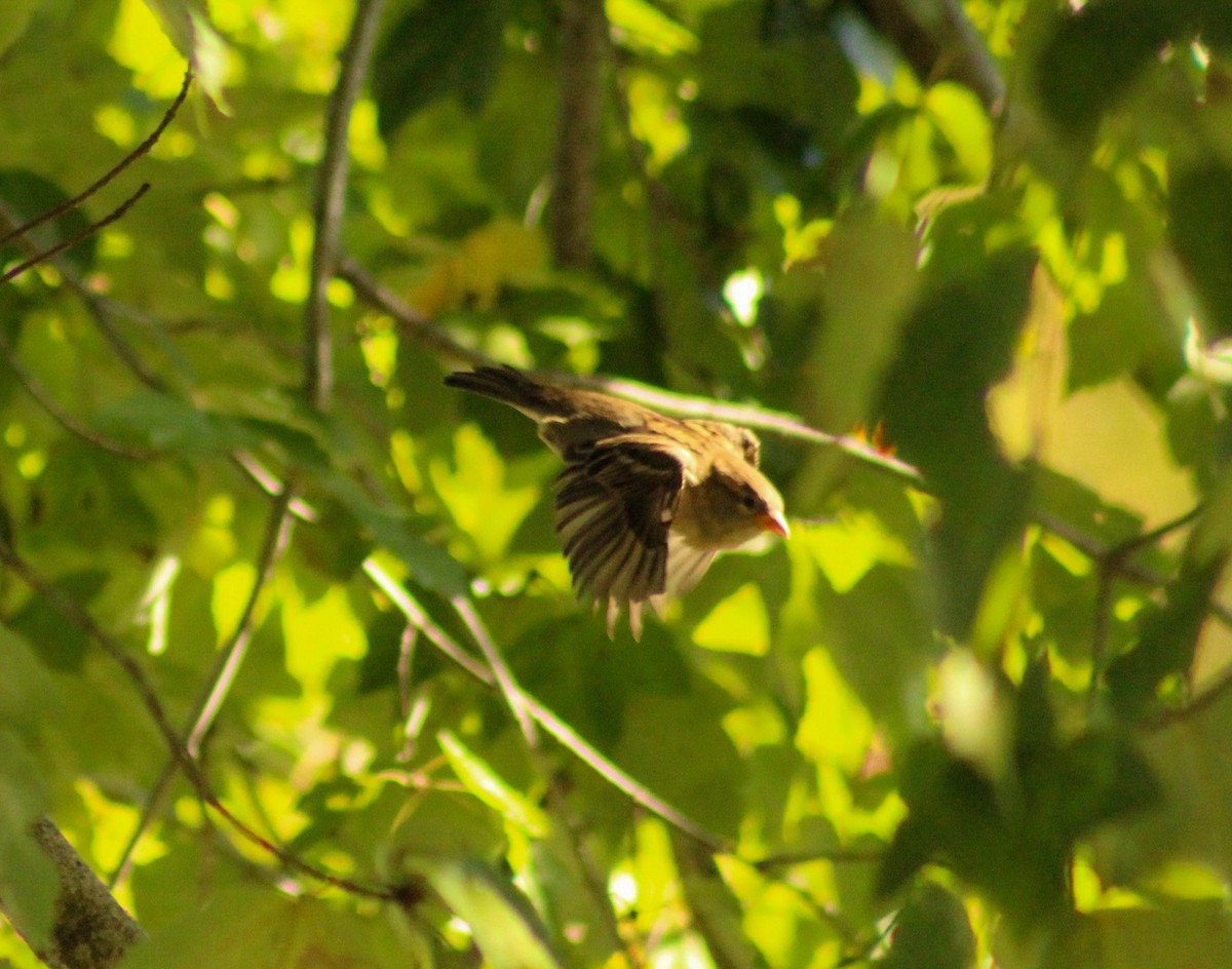 House Sparrow - ML496669981