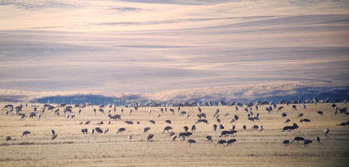 Sandhill Crane - ML496670301