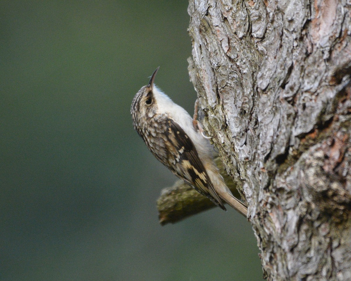 Brown Creeper - ML496670931