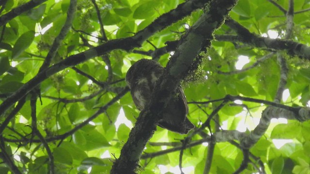 ジャワスズメフクロウ - ML496671531