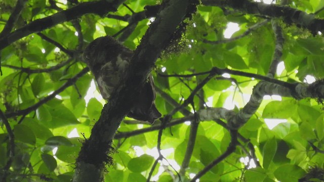 ジャワスズメフクロウ - ML496671541