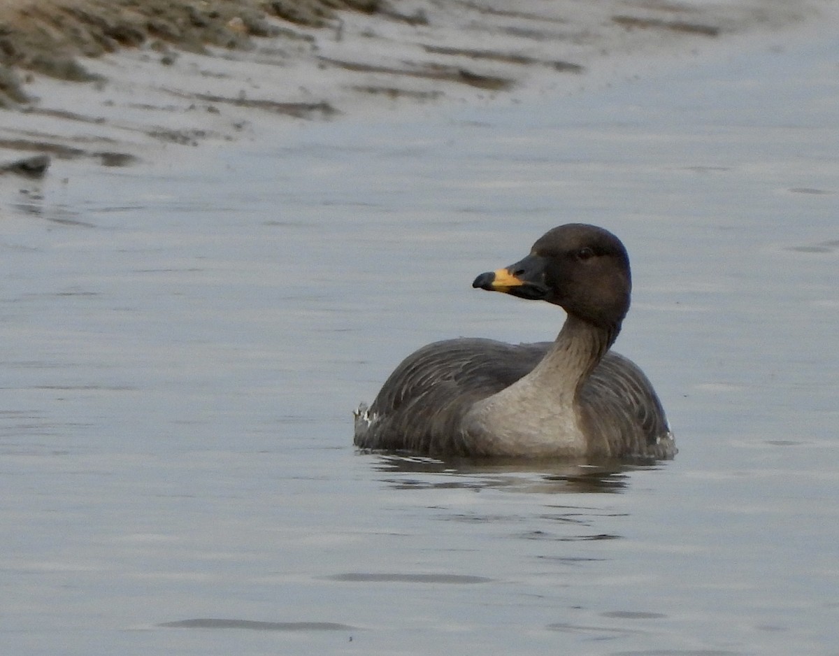 Tundra Bean-Goose - ML496671591