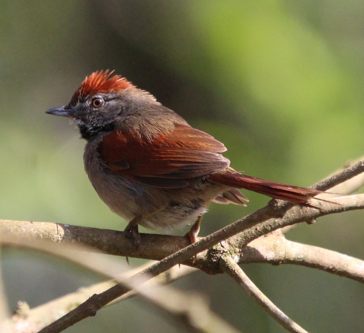 Sooty-fronted Spinetail - Donizete de Carvalho