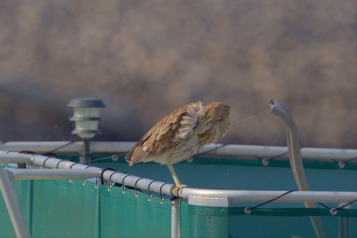 Black-crowned Night Heron - ML496674051