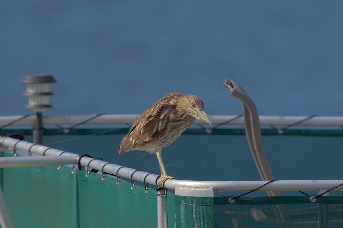 Black-crowned Night Heron - ML496674061