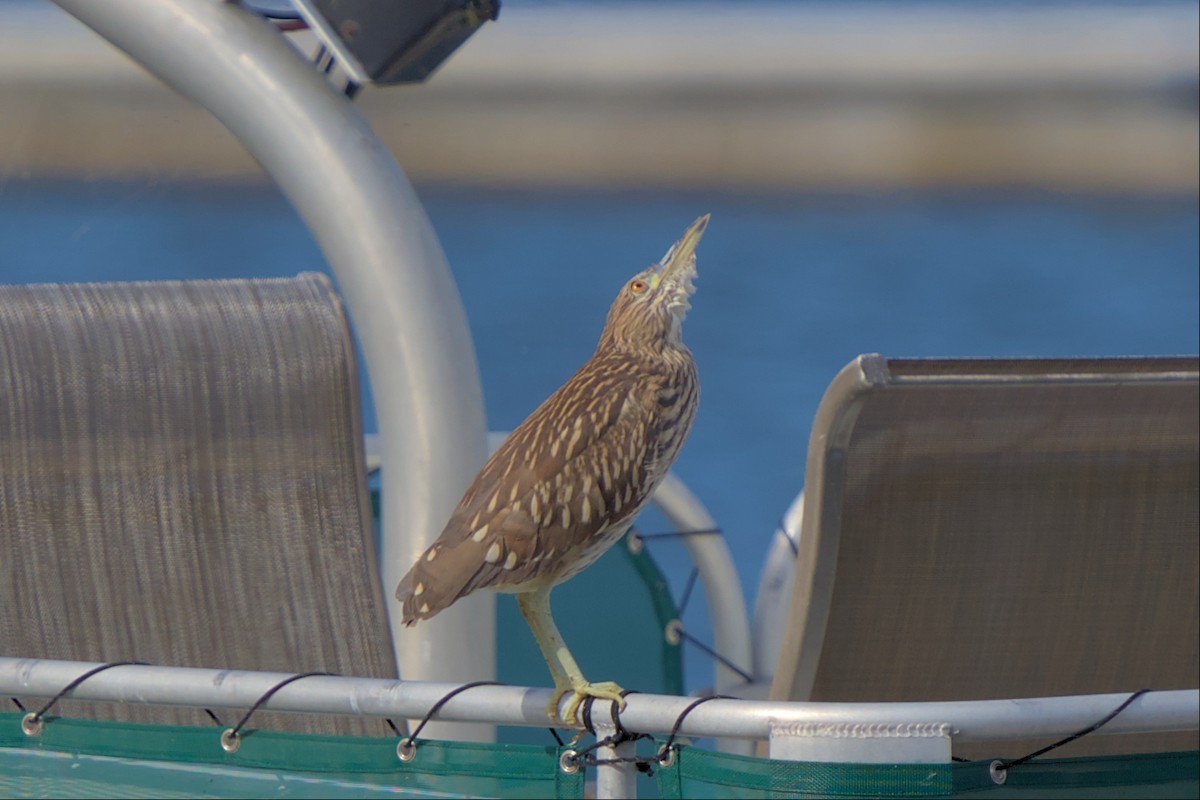 Black-crowned Night Heron - ML496674071