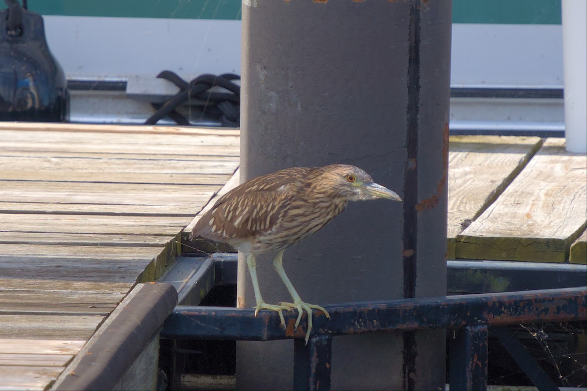 Black-crowned Night Heron - ML496674081