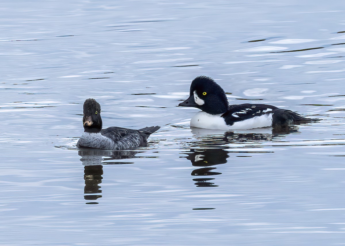 Barrow's Goldeneye - Bob Martinka