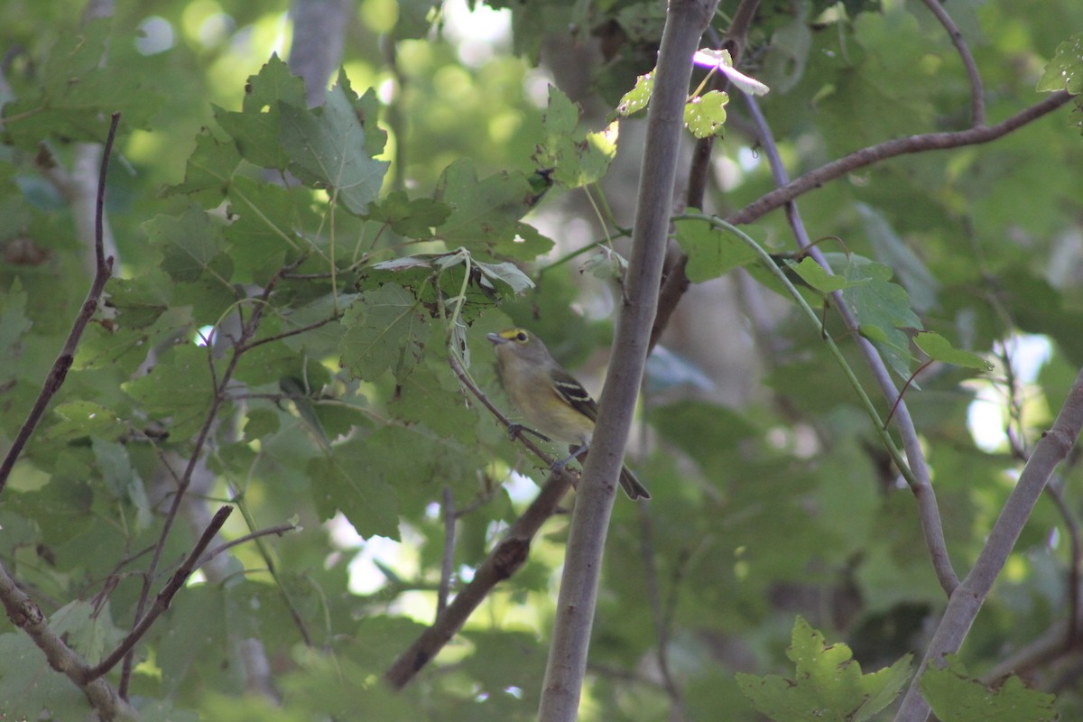 Ak Gözlü Vireo - ML496675001