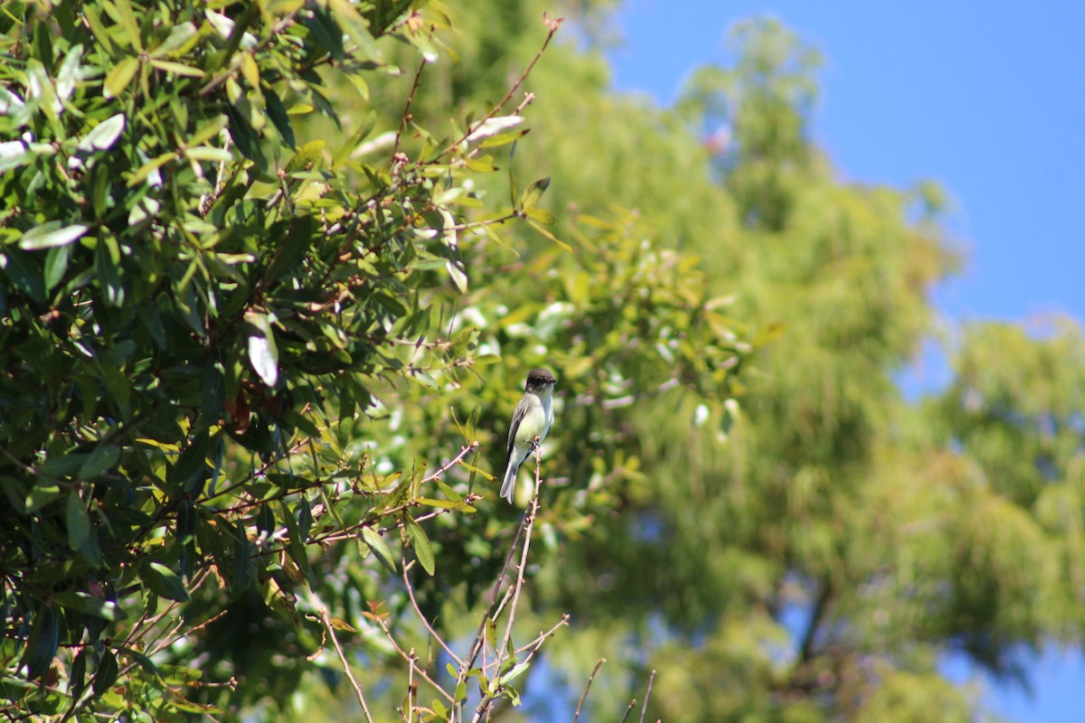 Eastern Phoebe - Katie Sheppard