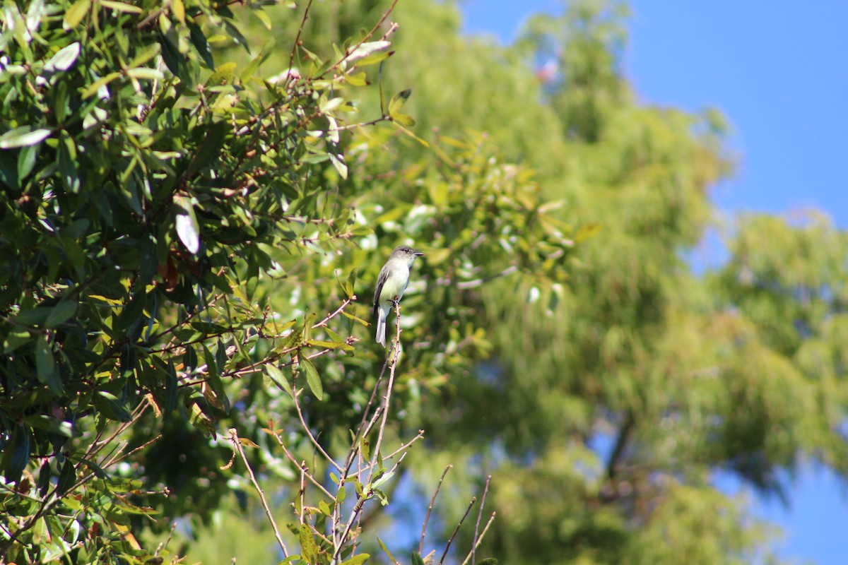 Eastern Phoebe - ML496675721