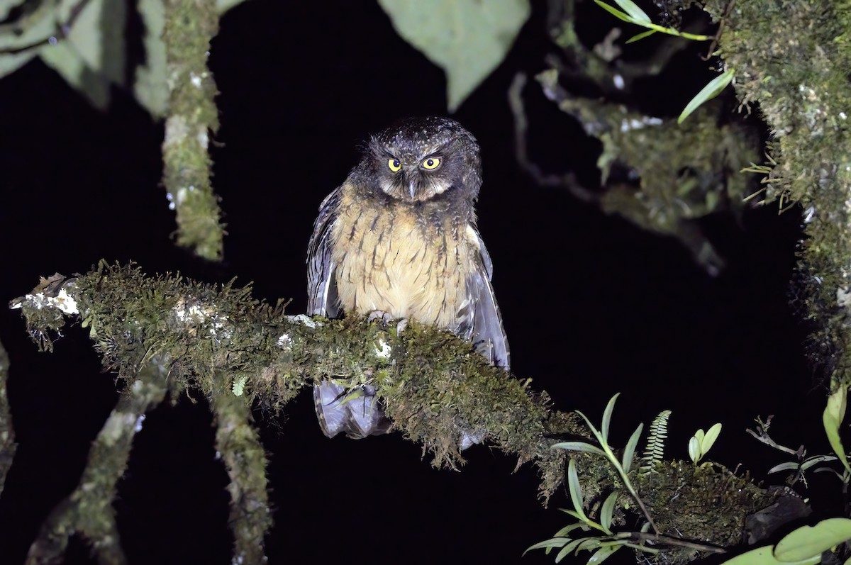 White-throated Screech-Owl - ML496676891