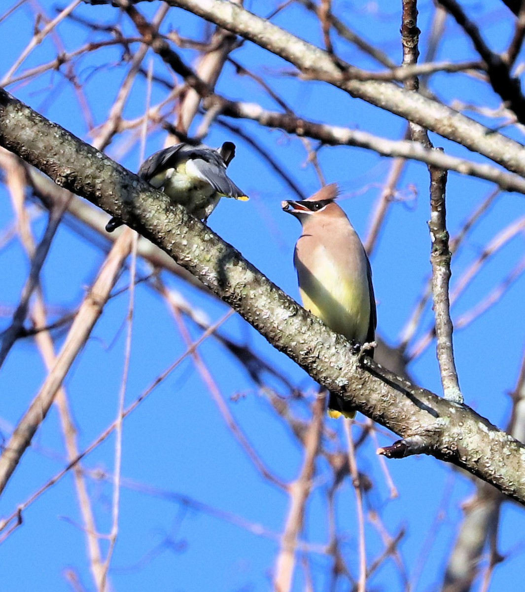 Cedar Waxwing - ML496678331