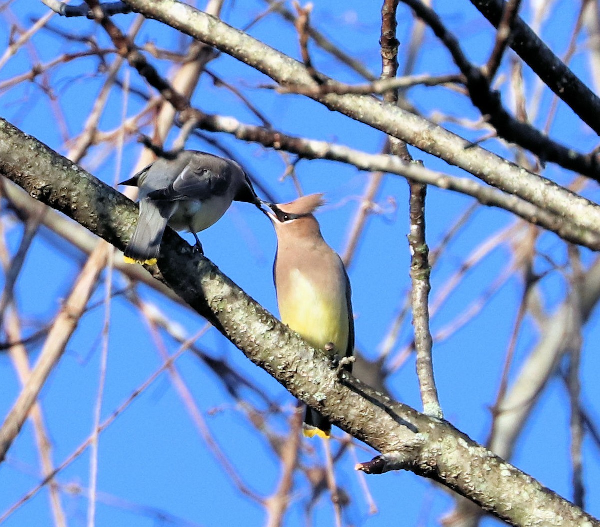 Cedar Waxwing - ML496678381