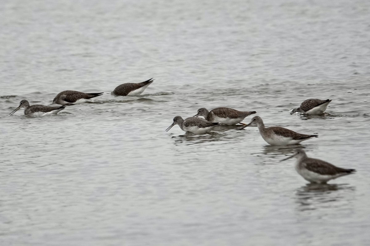 Greater Yellowlegs - ML496678461