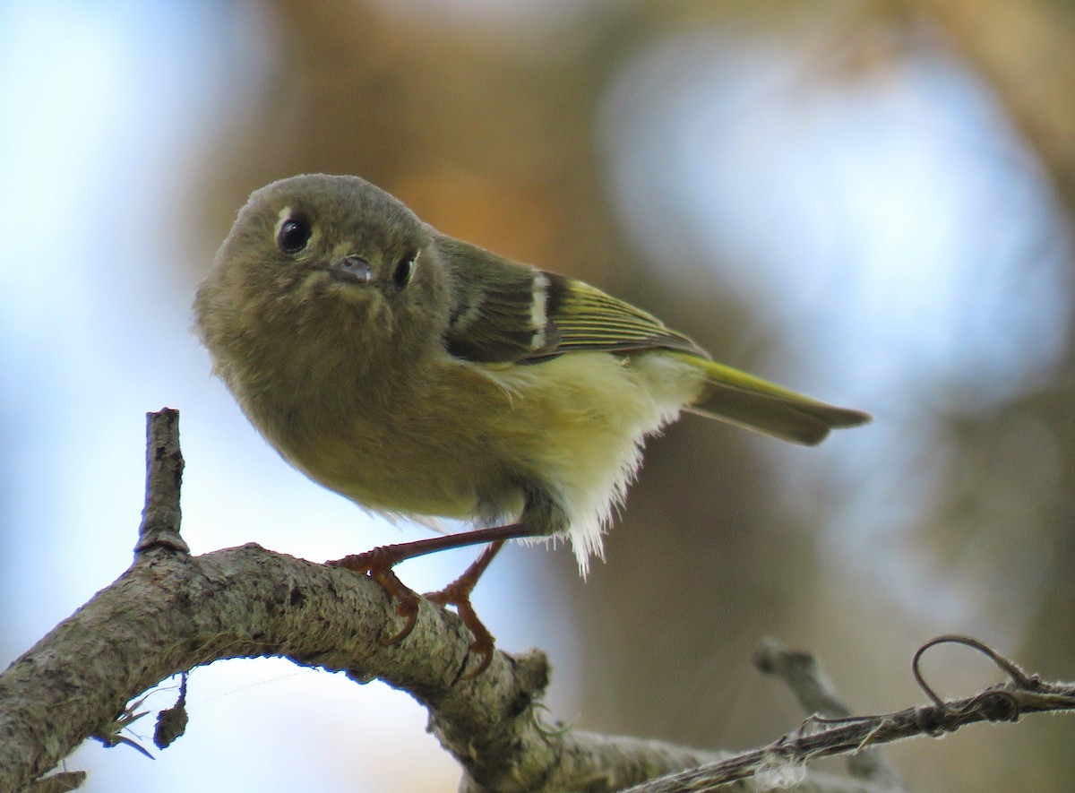 Ruby-crowned Kinglet - ML49667961