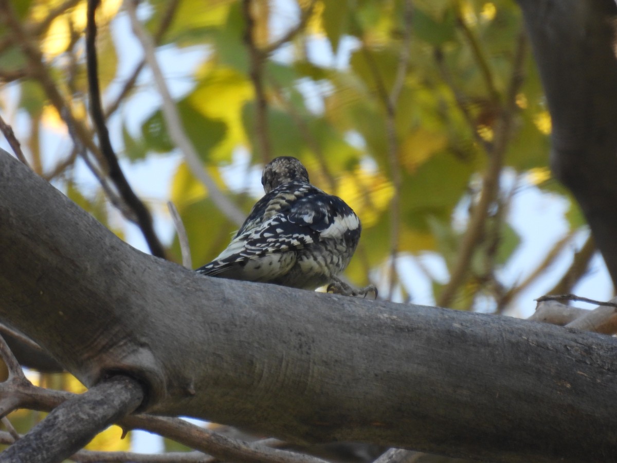 Red-naped Sapsucker - Bob Nieman