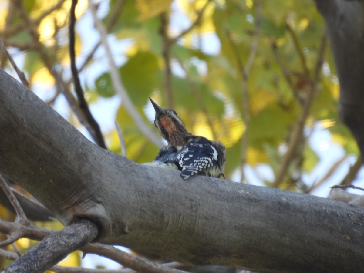 Red-naped Sapsucker - ML496680031