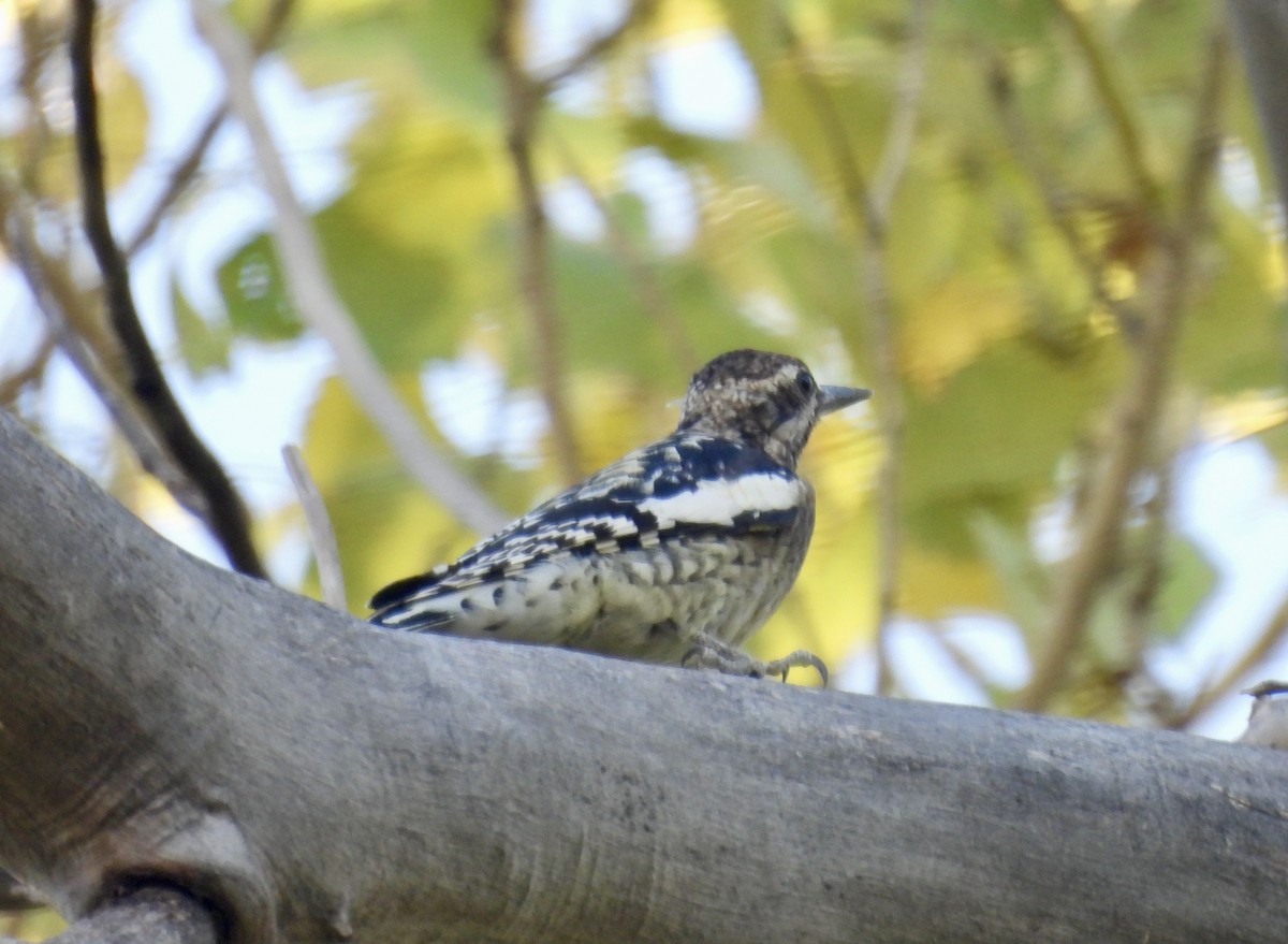 Red-naped Sapsucker - Bob Nieman