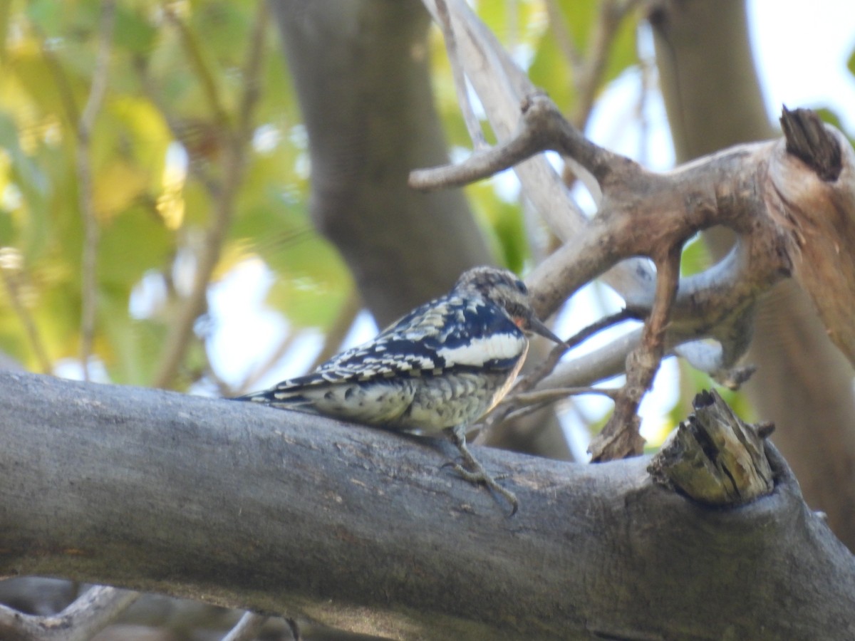 Red-naped Sapsucker - ML496680461