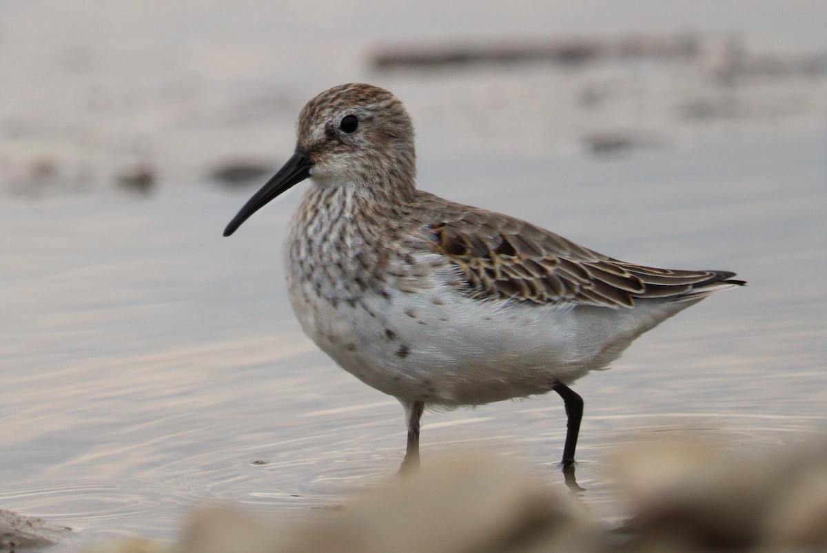 Dunlin - ML496680581