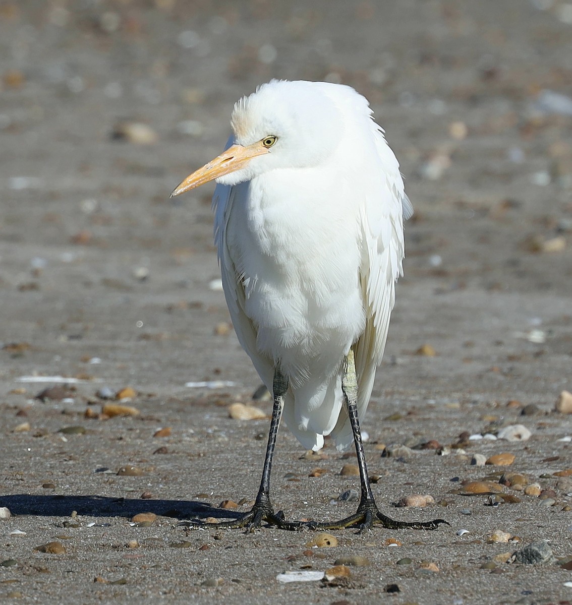 Western Cattle Egret - ML496681321