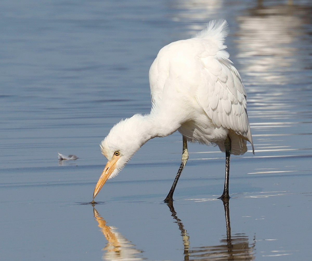 Western Cattle-Egret - Steven Pitt