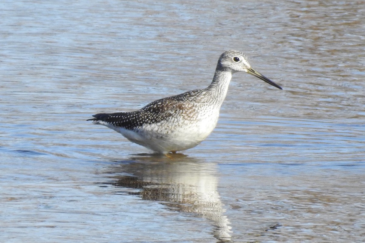 Greater Yellowlegs - ML496682471